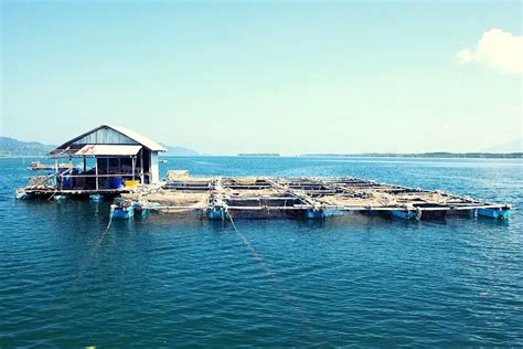 4 Types Of Cages Suitable For Fish Farming (With Advantages).